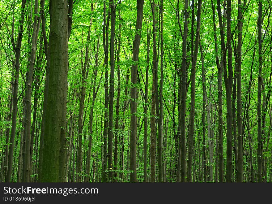 Trees in a  green forest in spring. Trees in a  green forest in spring