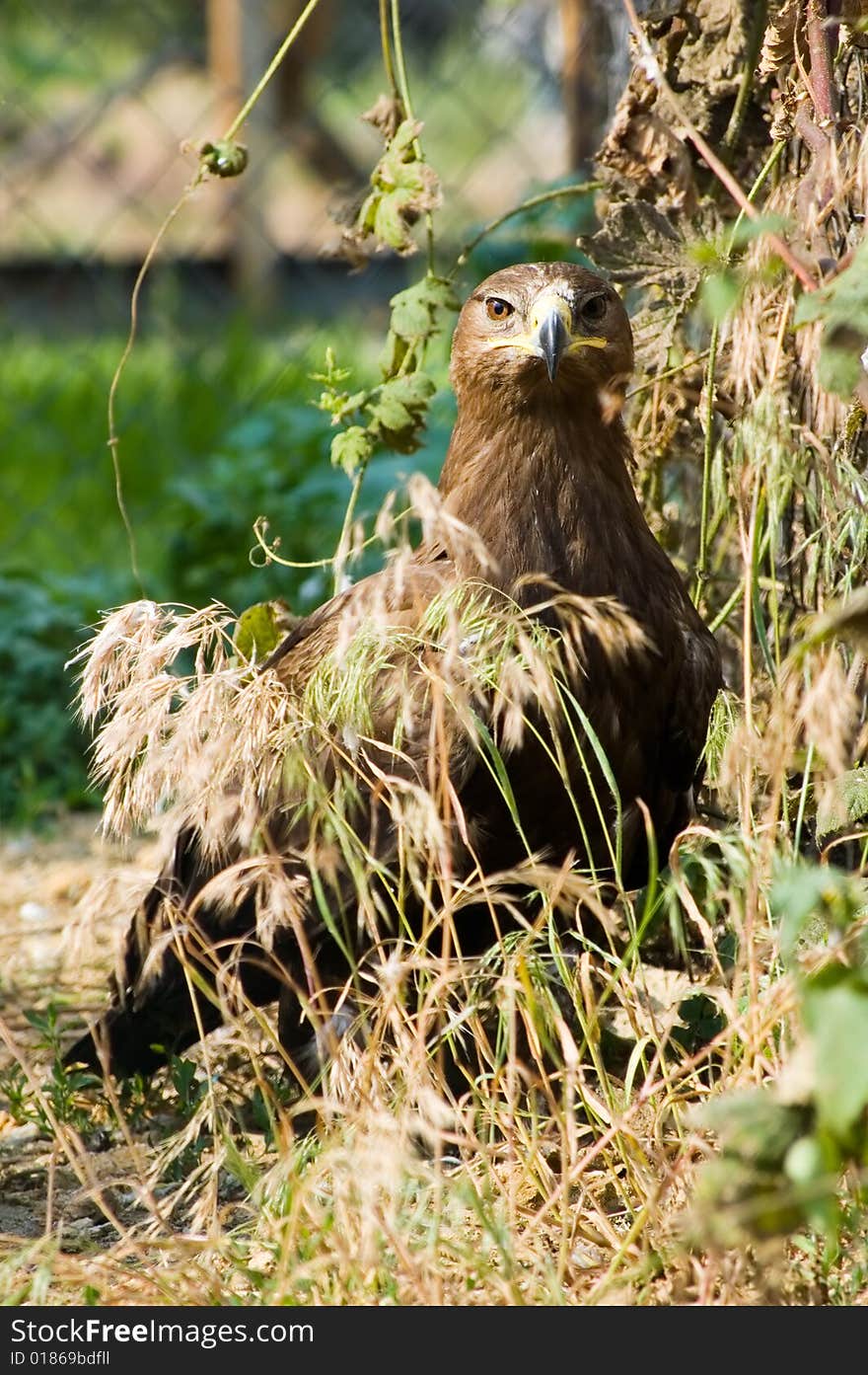 Whiteshoulder Sea Eagle