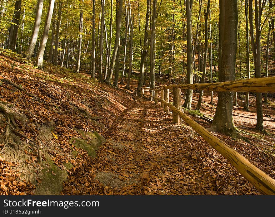 This is a forest in autumn in Hungary.