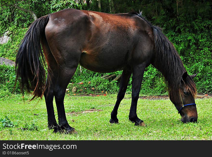 Brown horse eating grass in the field