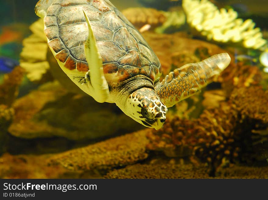 Sea turtle swiming in a reef