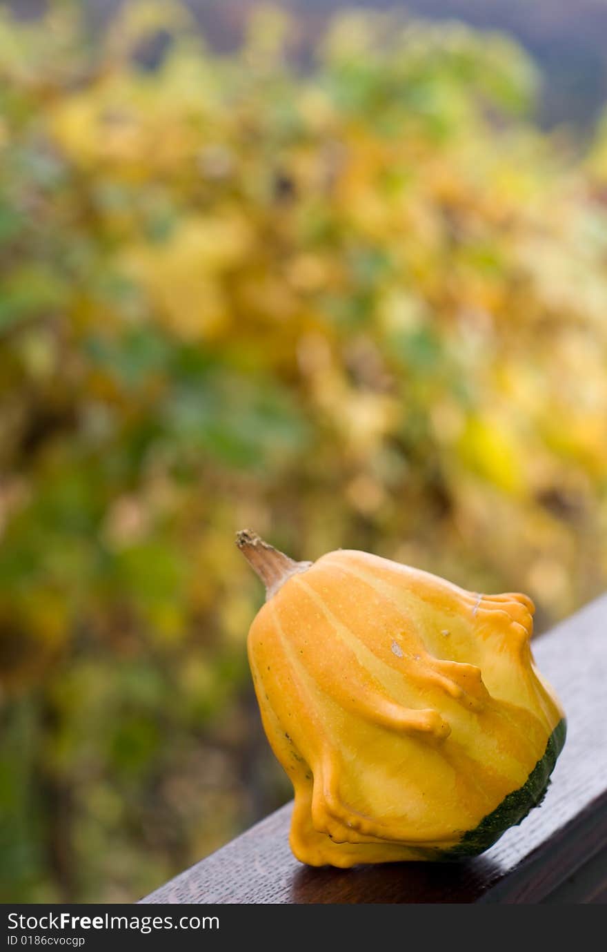 Pumpkin On Nice Background