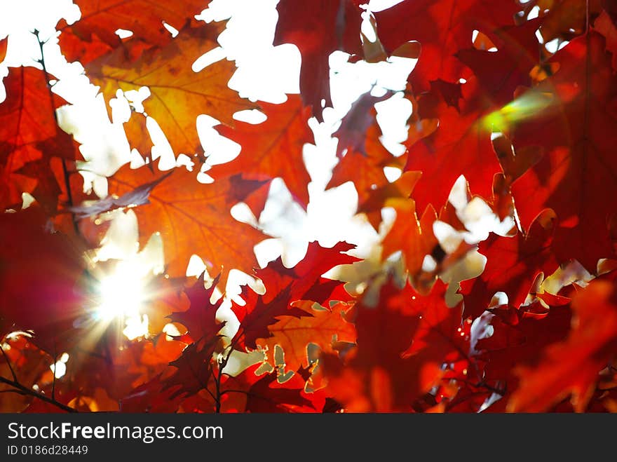 Autumn leaves background in sunny day