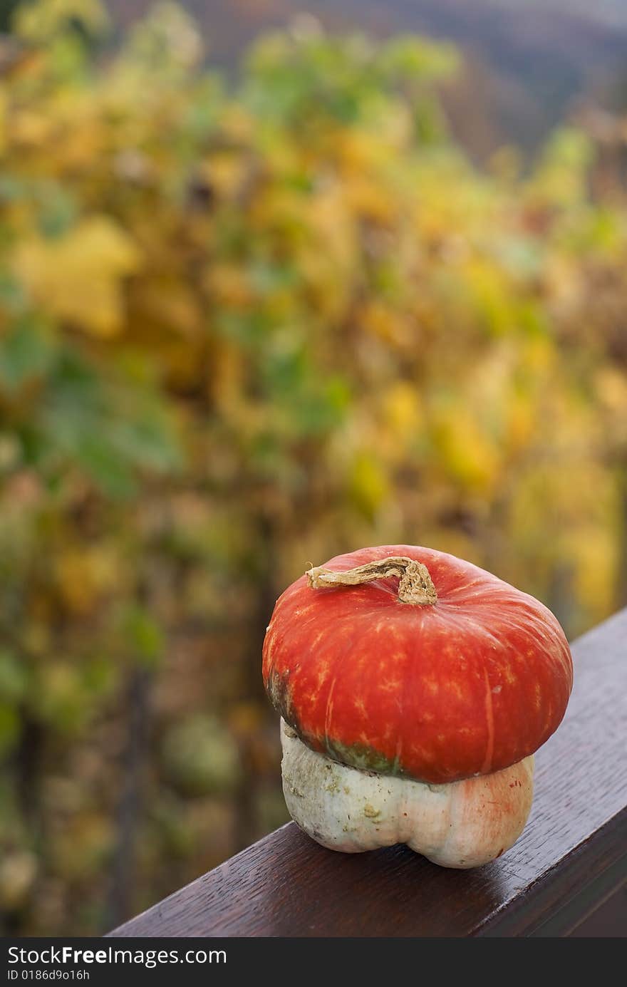 Pumpkin on nice background