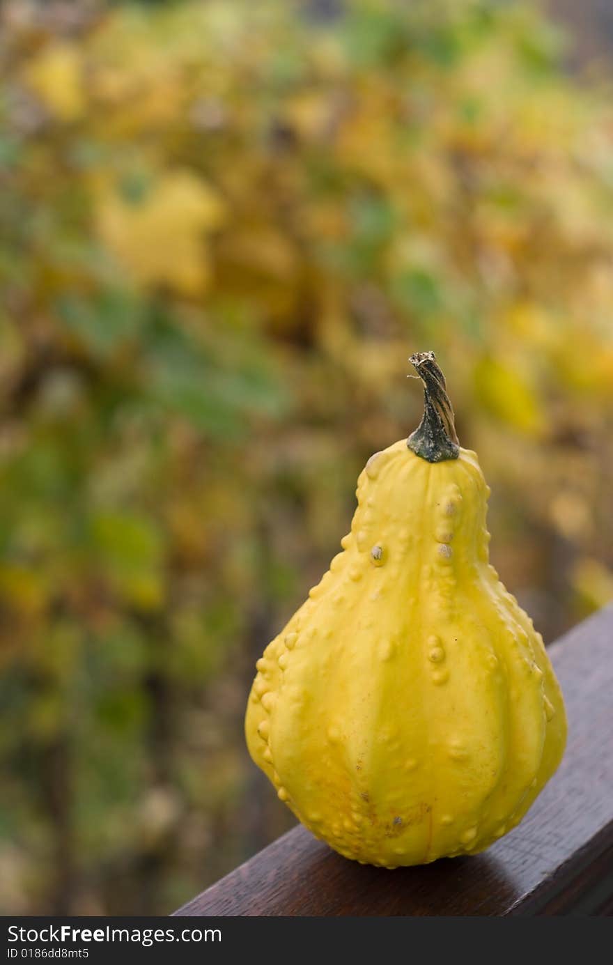 Pumpkin on nice background