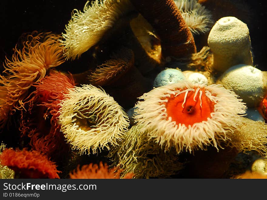 Lots of corals in a beautiful colorful reef. Lots of corals in a beautiful colorful reef