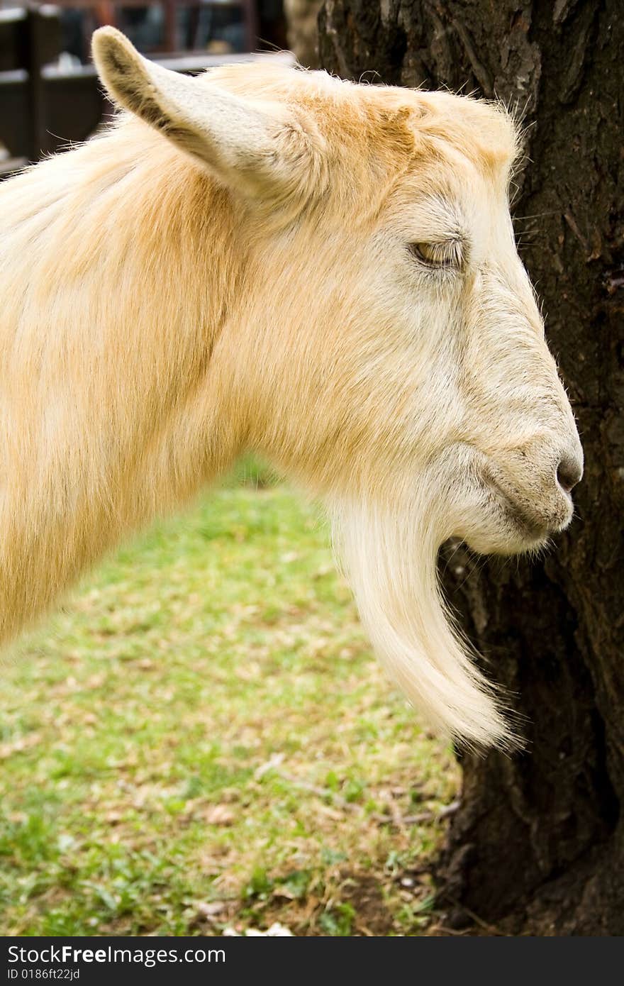 Side portrait of cute domestic male goat