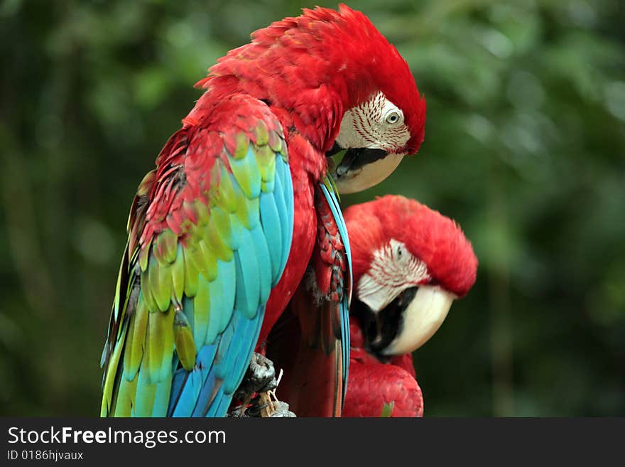 Red parrots