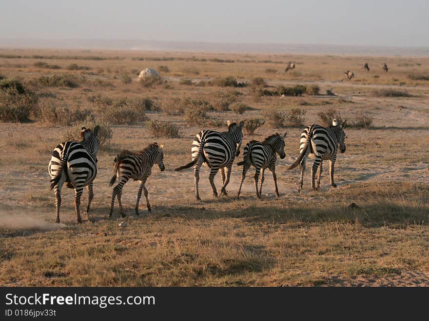 Zebras in Amboseli