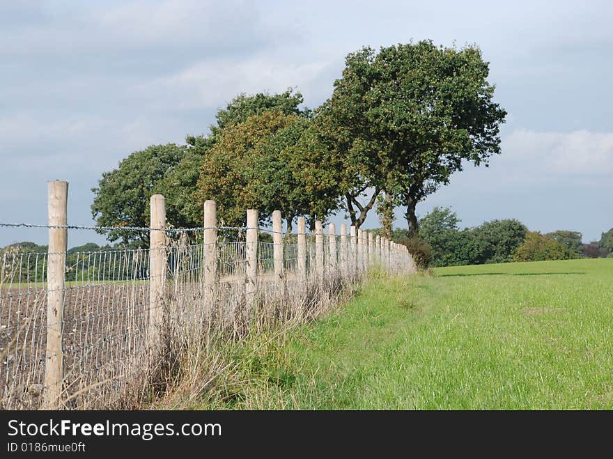 Trees in early autumn, Euxton