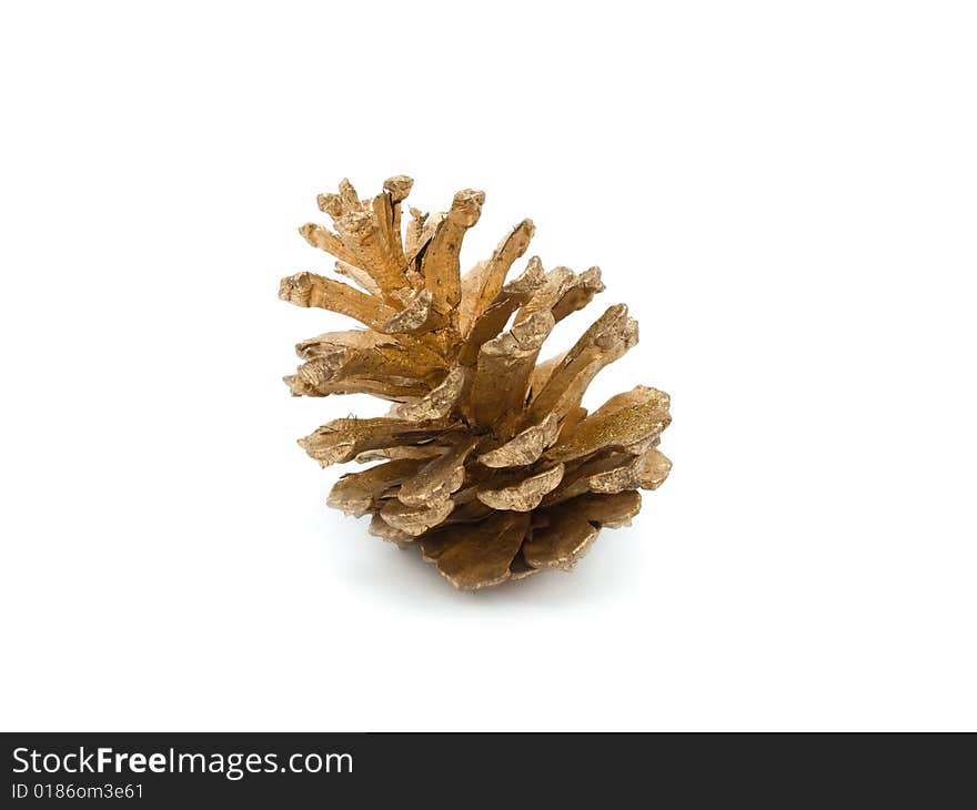 Gold Cone of pine isolated on white background. Gold Cone of pine isolated on white background