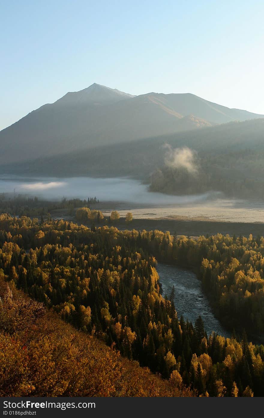 Birch forest with fog