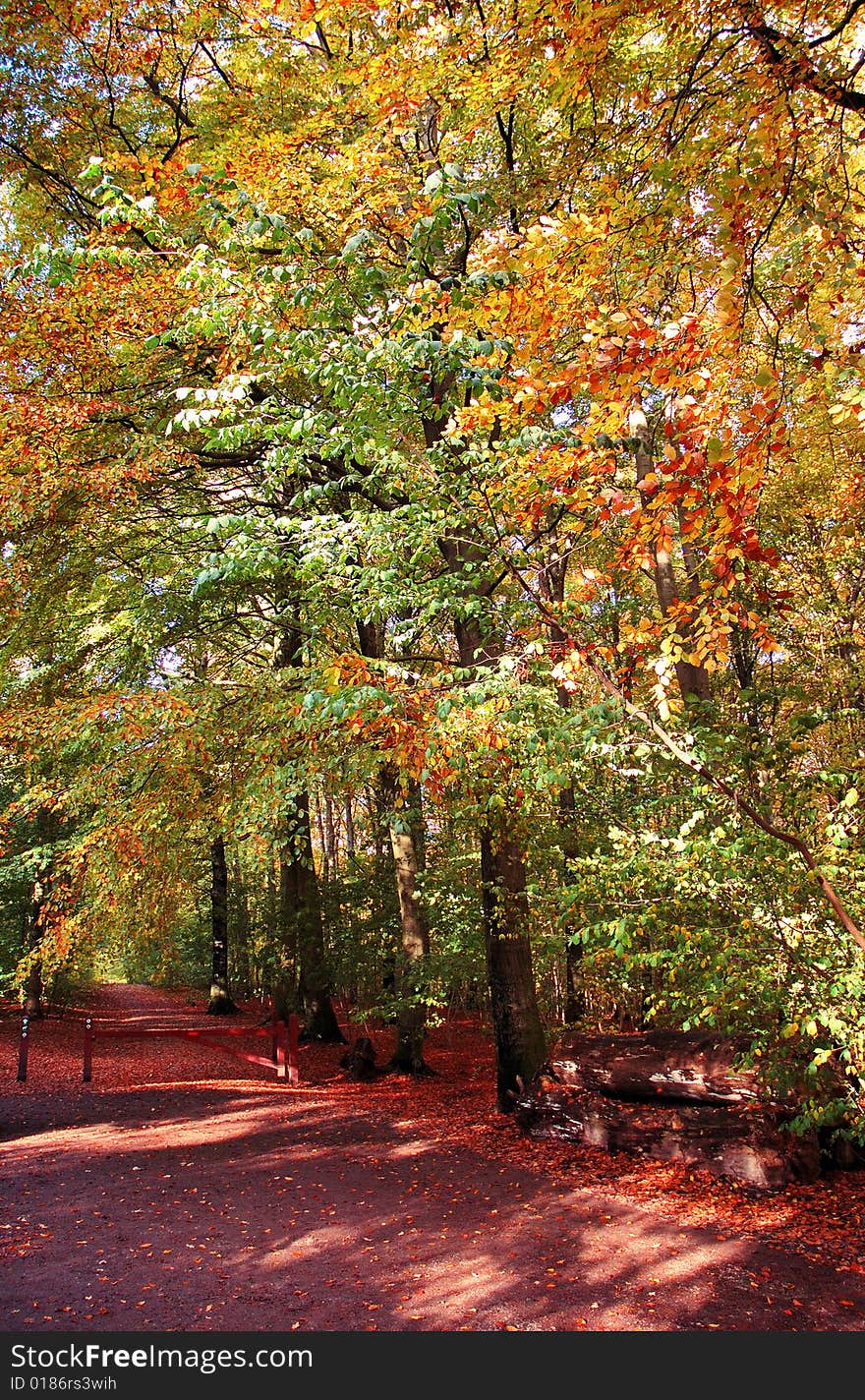 Beech Forest In Autumn