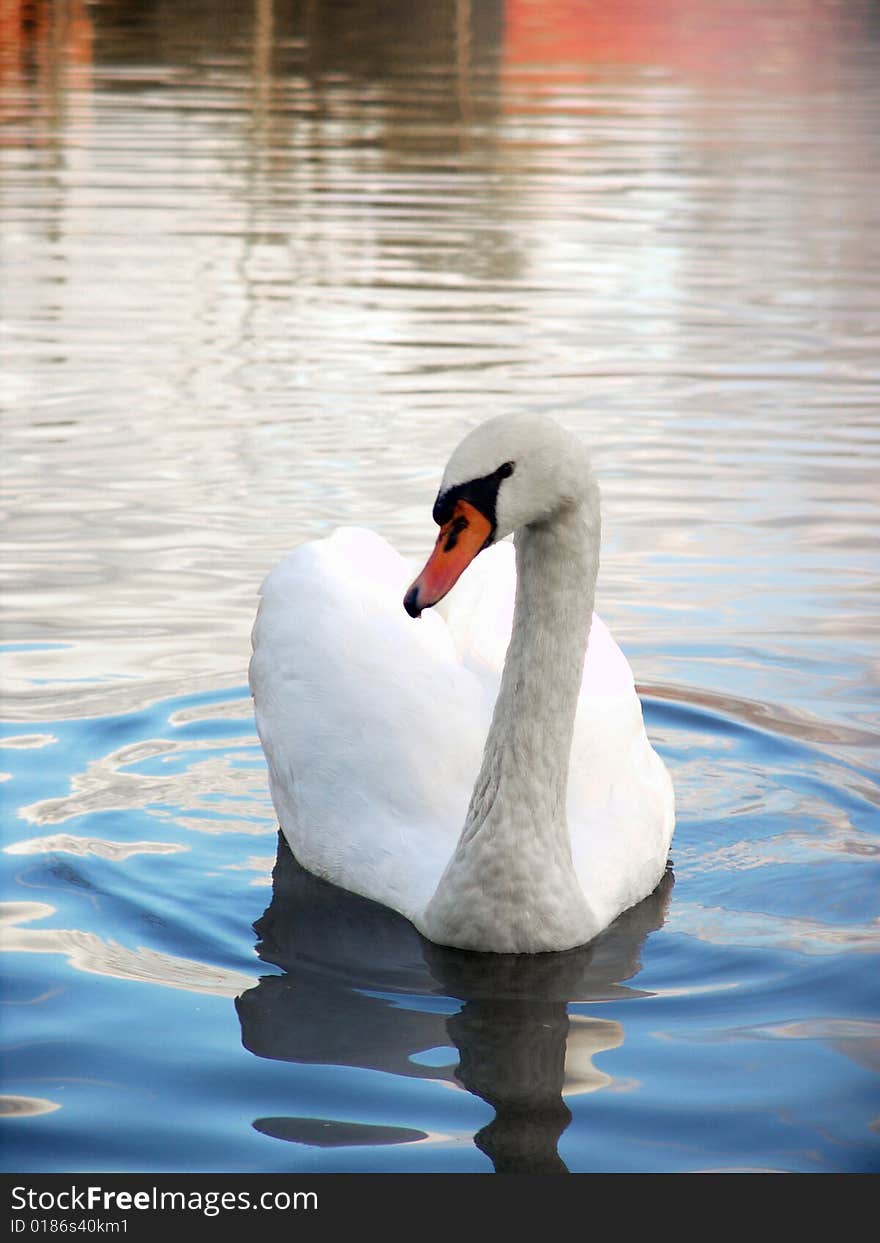 Swan