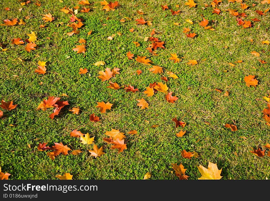 Paints of autumn