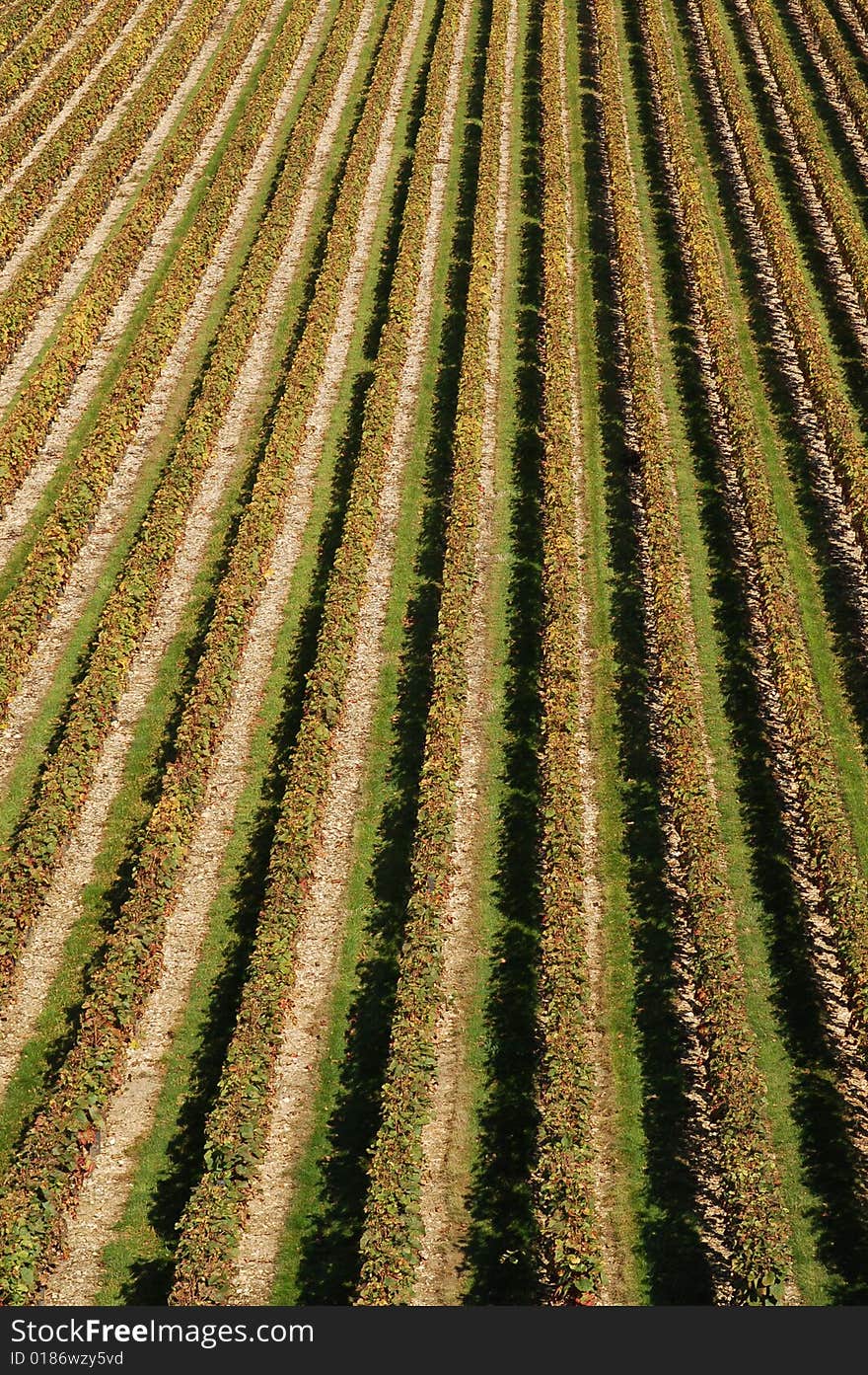 Aerial view of a vineyard making a pattern. Aerial view of a vineyard making a pattern