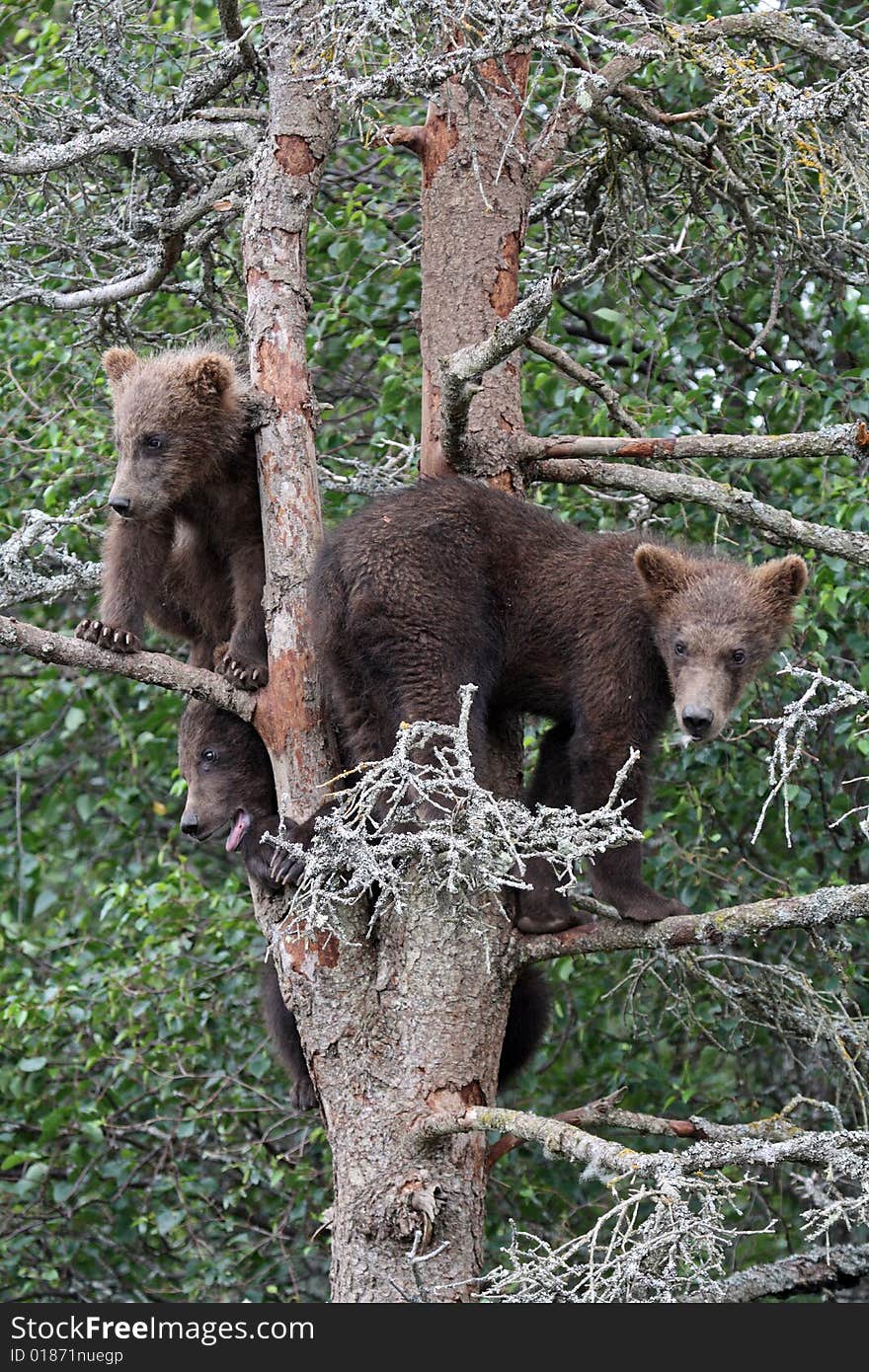 3 Grizzly Cubs In Tree 8