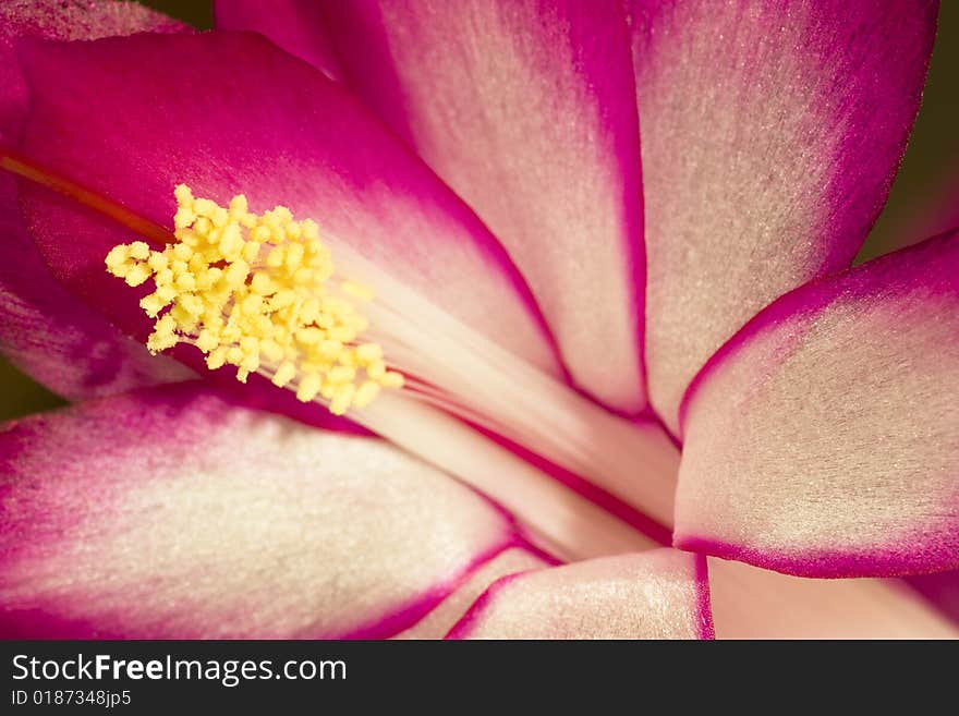 Christmas cactus