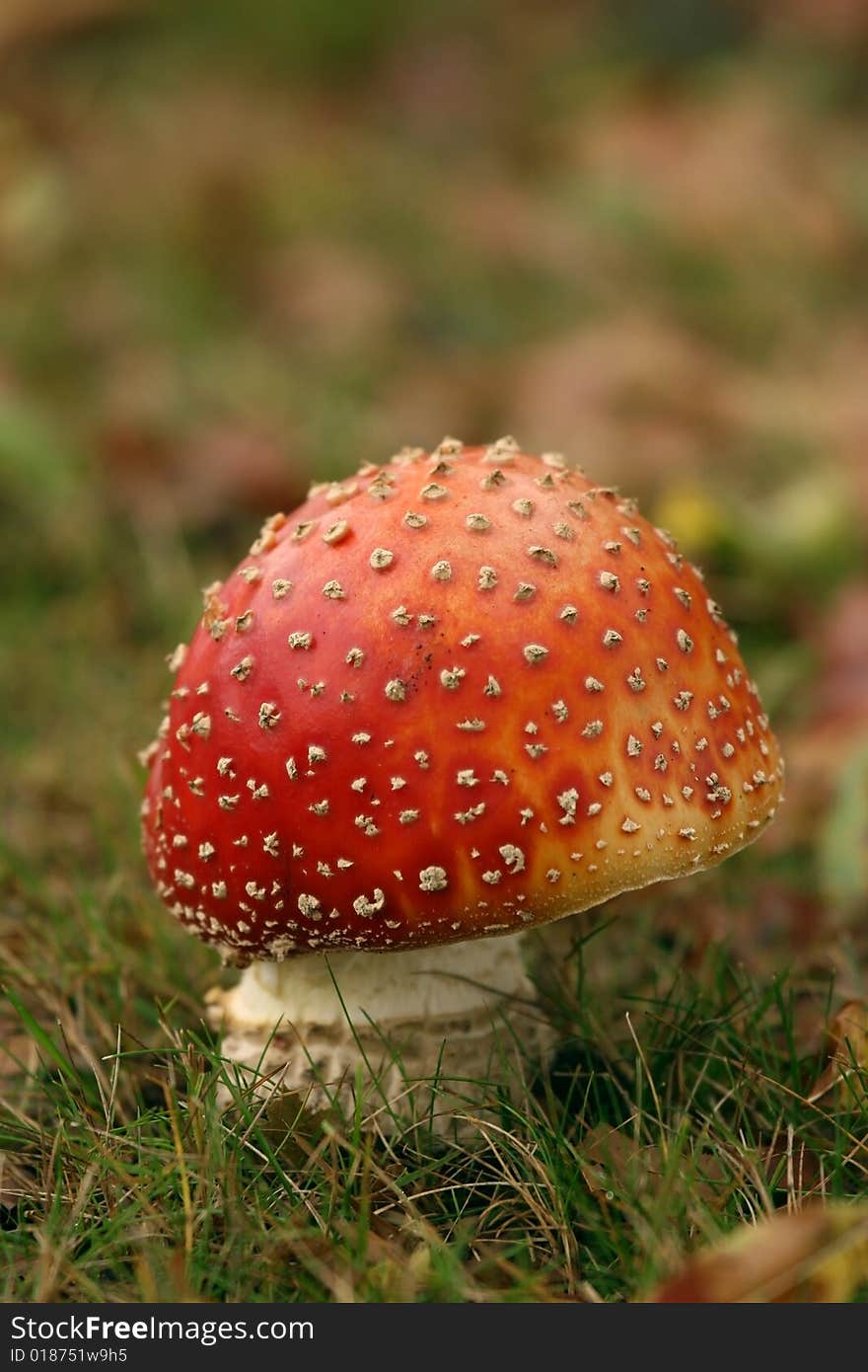 Autumn scene: toadstool