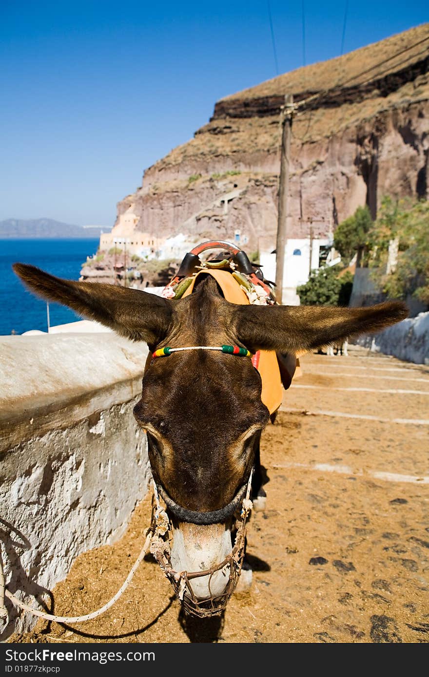 Donkey in Fira, Santorini. Greece. Donkey in Fira, Santorini. Greece