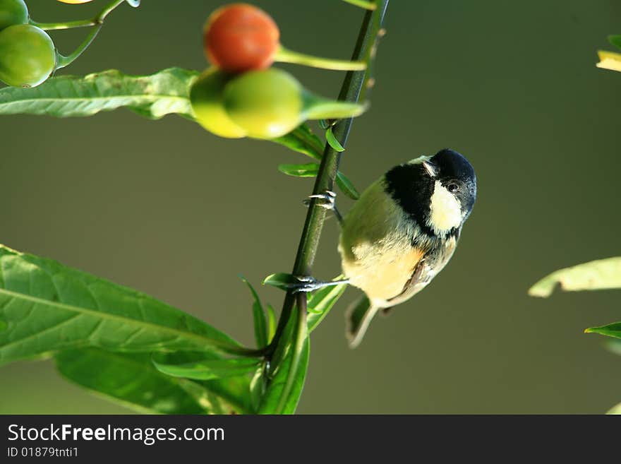 Coal tit close up looking at the camera.He is perched on a solanum tree against a green out of focus background. Coal tit close up looking at the camera.He is perched on a solanum tree against a green out of focus background.