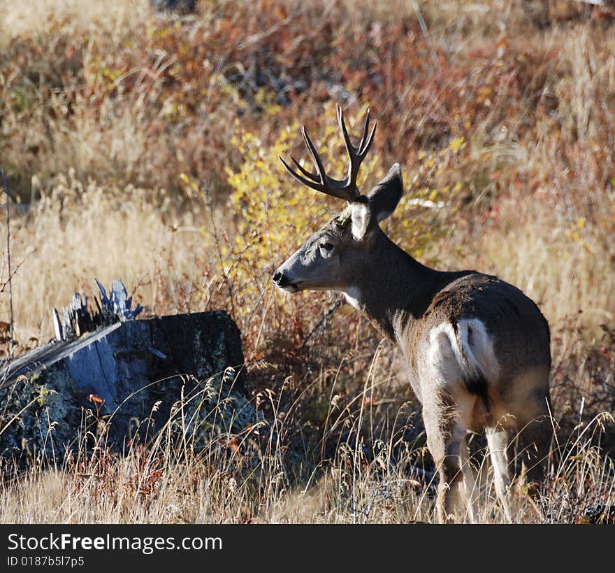 Big mule deer buck in fall close up. Big mule deer buck in fall close up