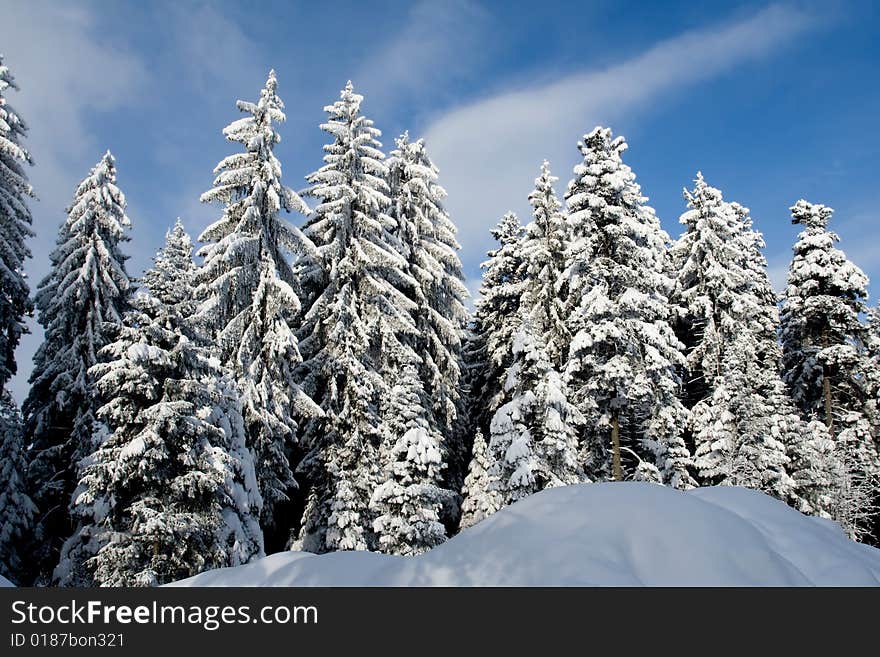 Evergreen trees covered by fresh snow landscape. Evergreen trees covered by fresh snow landscape