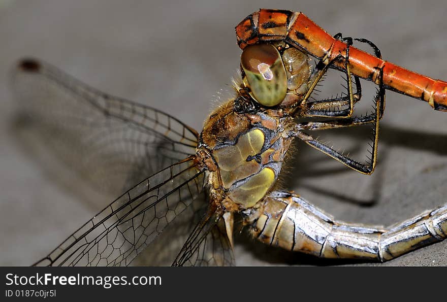 A dragonfly macro picture wings and head detail