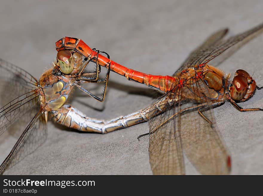 A dragonfly macro picture wings and head detail