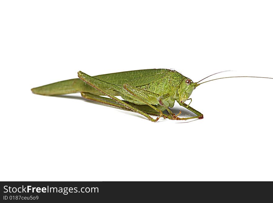 Locust