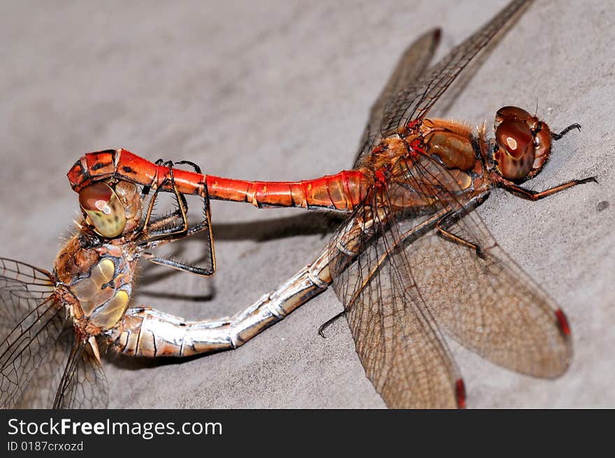 A dragonfly macro picture wings and head detail