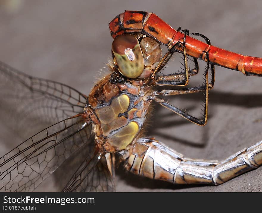 A dragonfly macro picture wings and head detail