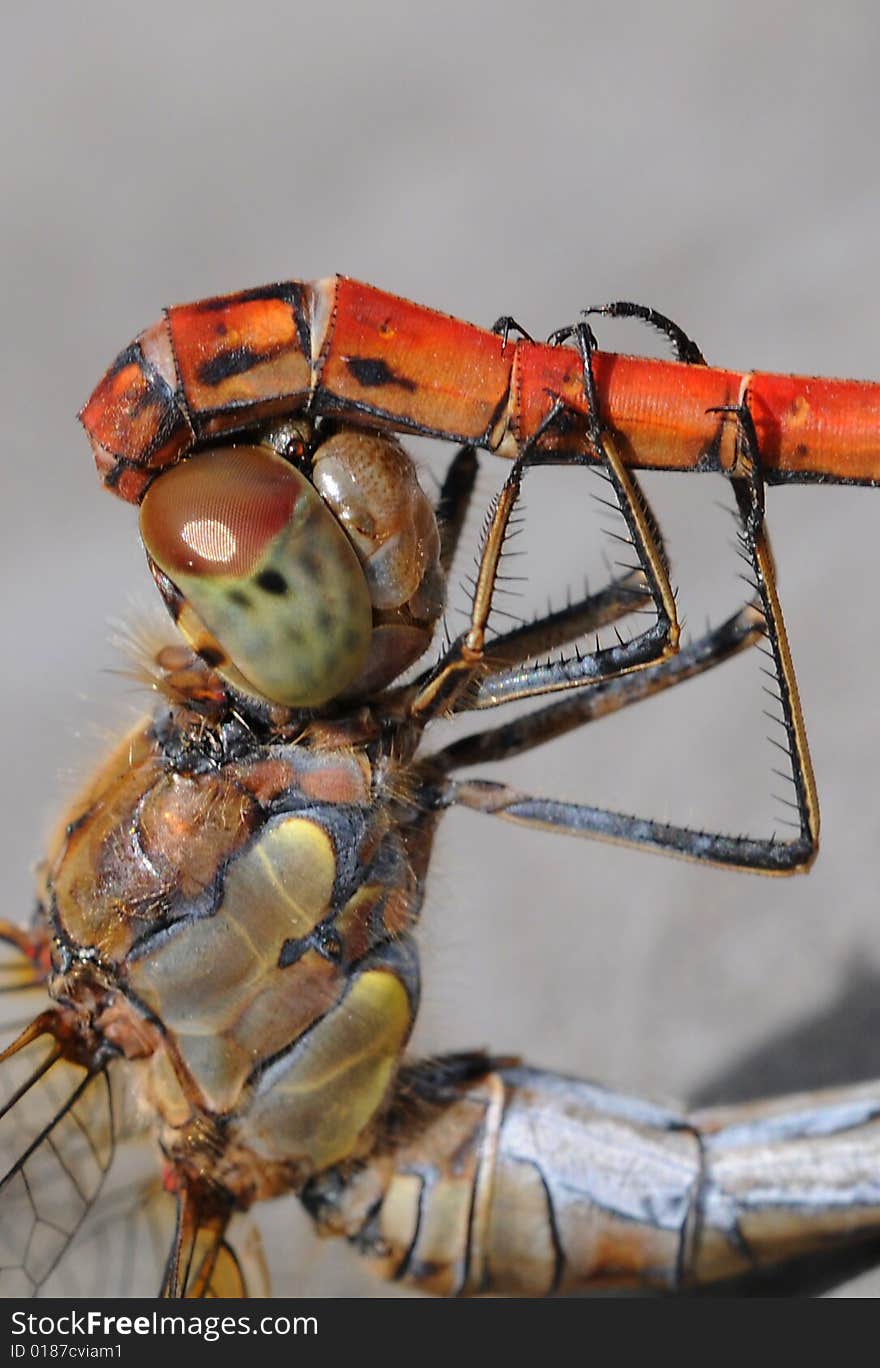 A dragonfly macro picture wings and head detail