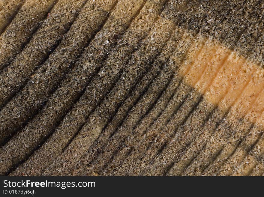 Close up of section of tree rings of one hundred year old tree