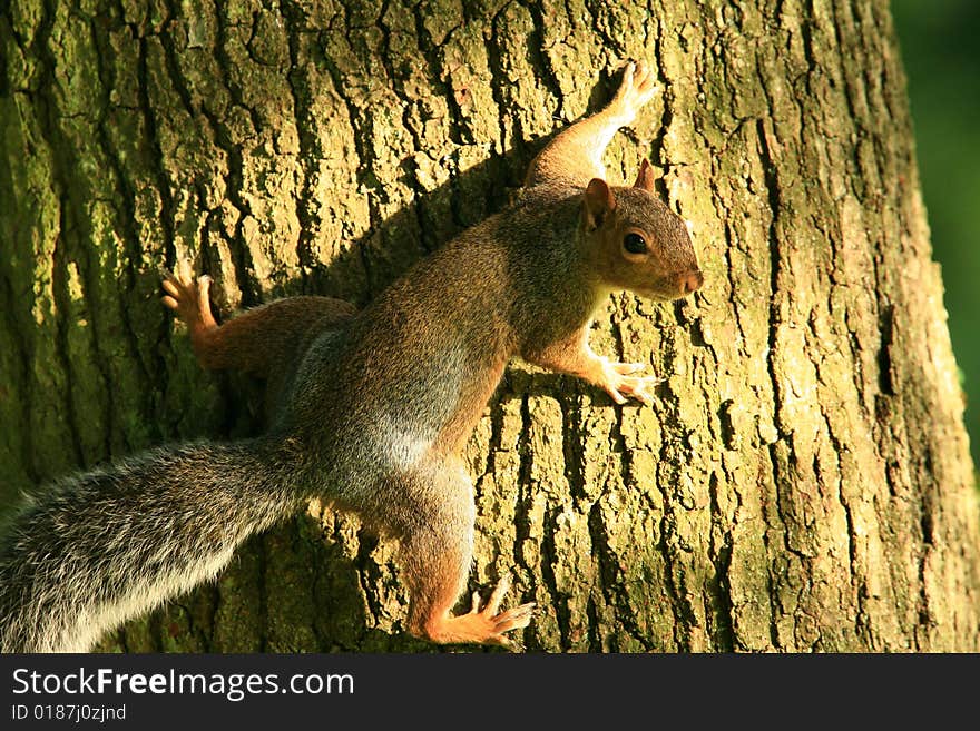 Grey squirrel on a tree trunk hanging on by his fingernails. Grey squirrel on a tree trunk hanging on by his fingernails.