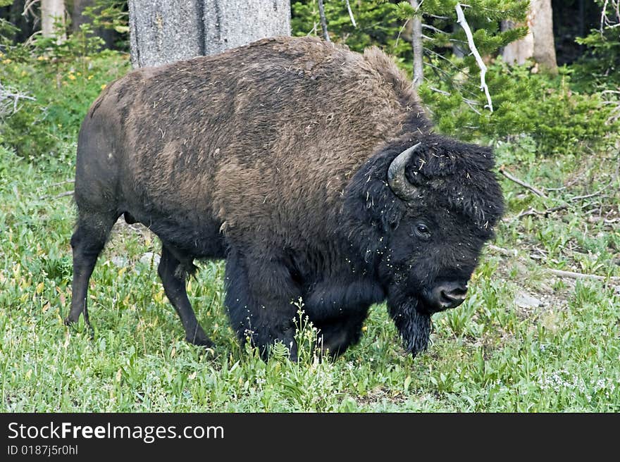 Bison in Yellowstone National Park