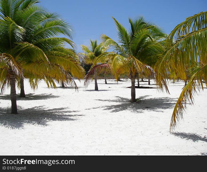 Palm trees at the picturesque beach at Cayo Largo Island. Palm trees at the picturesque beach at Cayo Largo Island