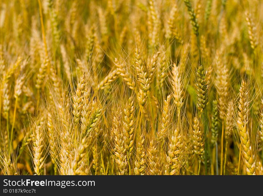 Field of wheat