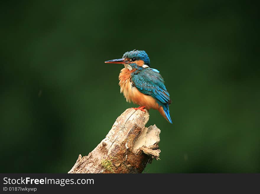 Perched kingfisher,ruffled feathers,background out of focus. Perched kingfisher,ruffled feathers,background out of focus.