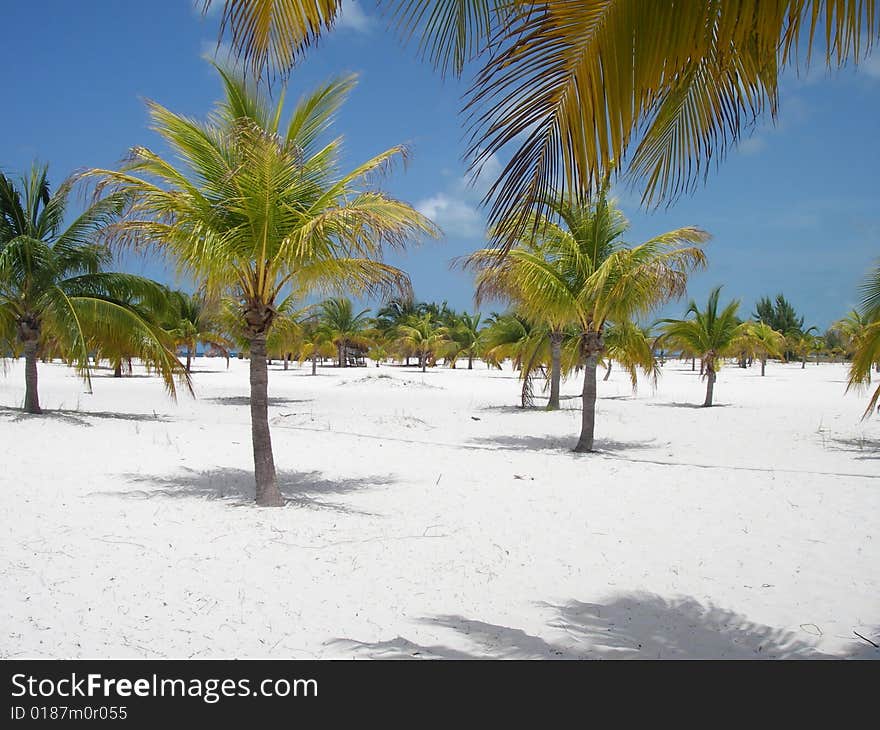 Palms forest at the picturesque sandy beach at Cayo Lagro del Sur Island. Cuba. Palms forest at the picturesque sandy beach at Cayo Lagro del Sur Island. Cuba