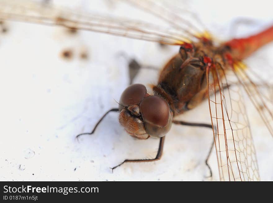 A dragonfly macro picture wings and head detail