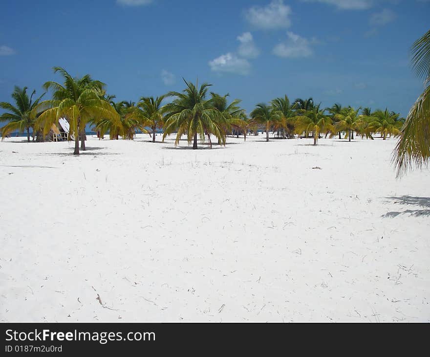 Palms forest at the picturesque beach at Cayo Largo Island, Cuba. Palms forest at the picturesque beach at Cayo Largo Island, Cuba