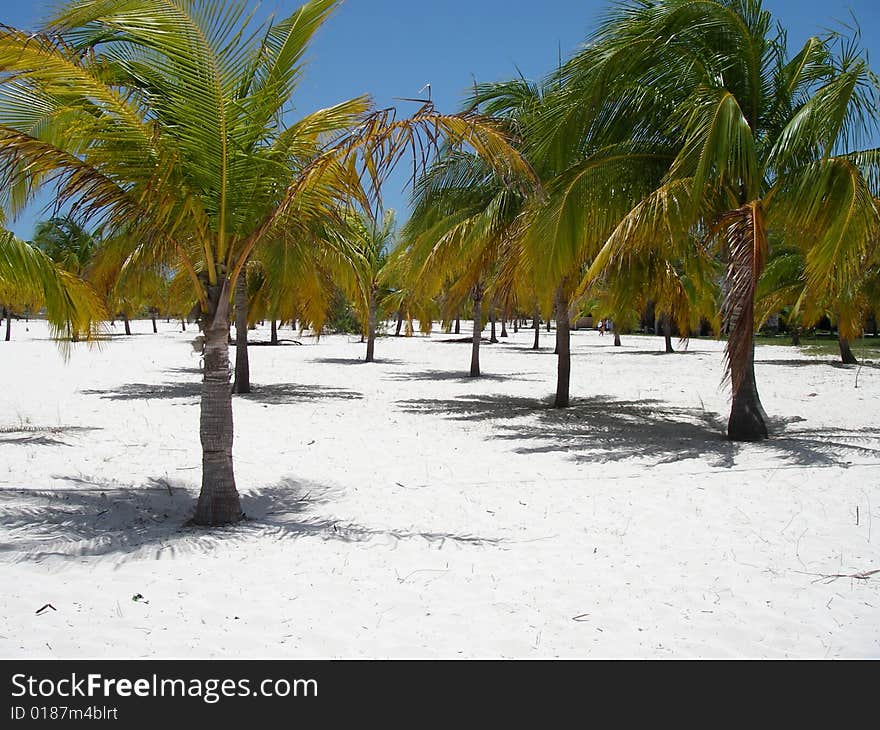 Palms forest at the picturesque beach at Cayo Largo Island, Cuba. Palms forest at the picturesque beach at Cayo Largo Island, Cuba