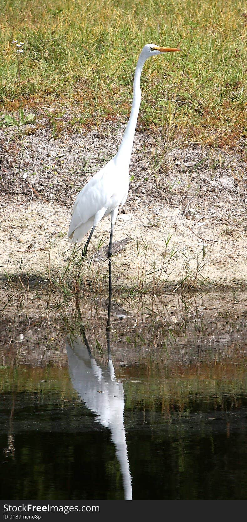 Bird searches for fish in the water. Bird searches for fish in the water.