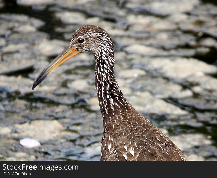 Alert bird searches for food in a marsh. Alert bird searches for food in a marsh