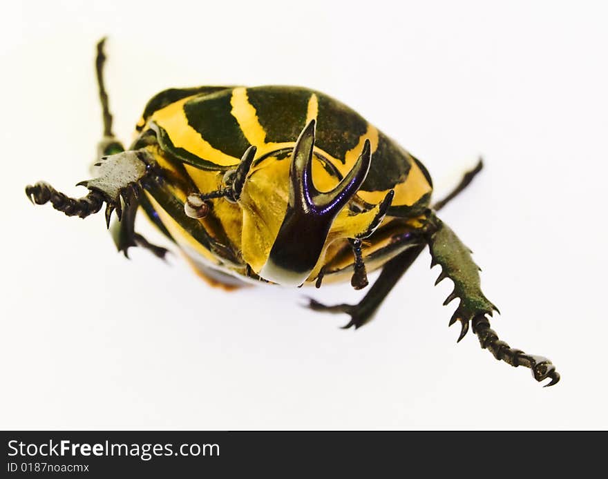 Scarabeid beetle Chelorrhina polyphemus on white background