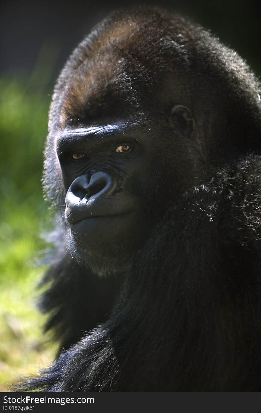 A gorilla staring at the camera at the zoo. A gorilla staring at the camera at the zoo.