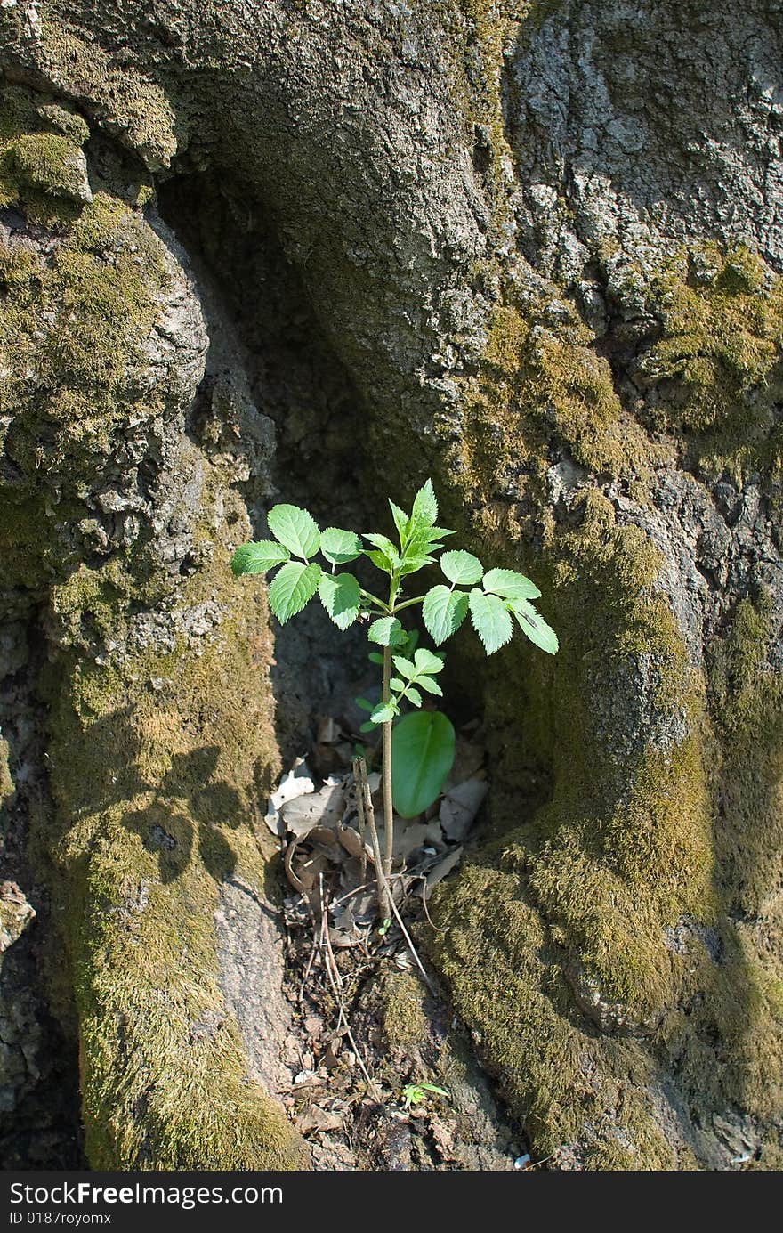 Young Sprout Among Old Roots.