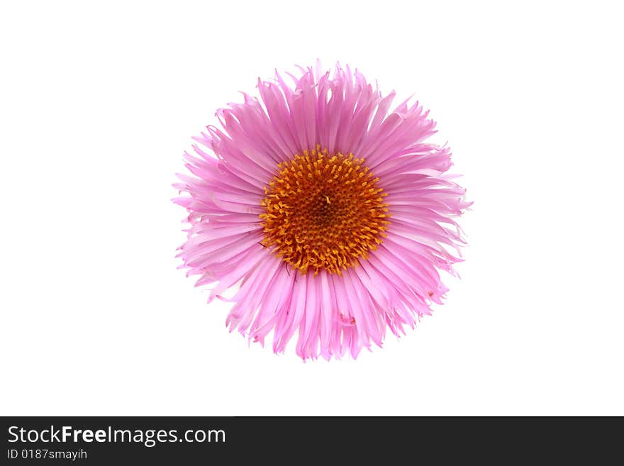 Pink daisy isolated on white. Pink daisy isolated on white.