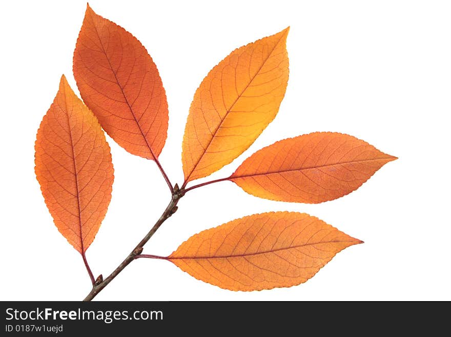 Leaves on a branch isolated on white. Leaves on a branch isolated on white.